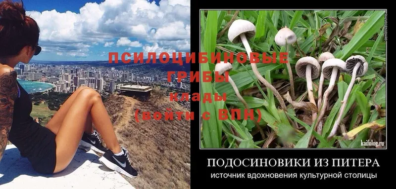 Псилоцибиновые грибы Psilocybe  Лысково 